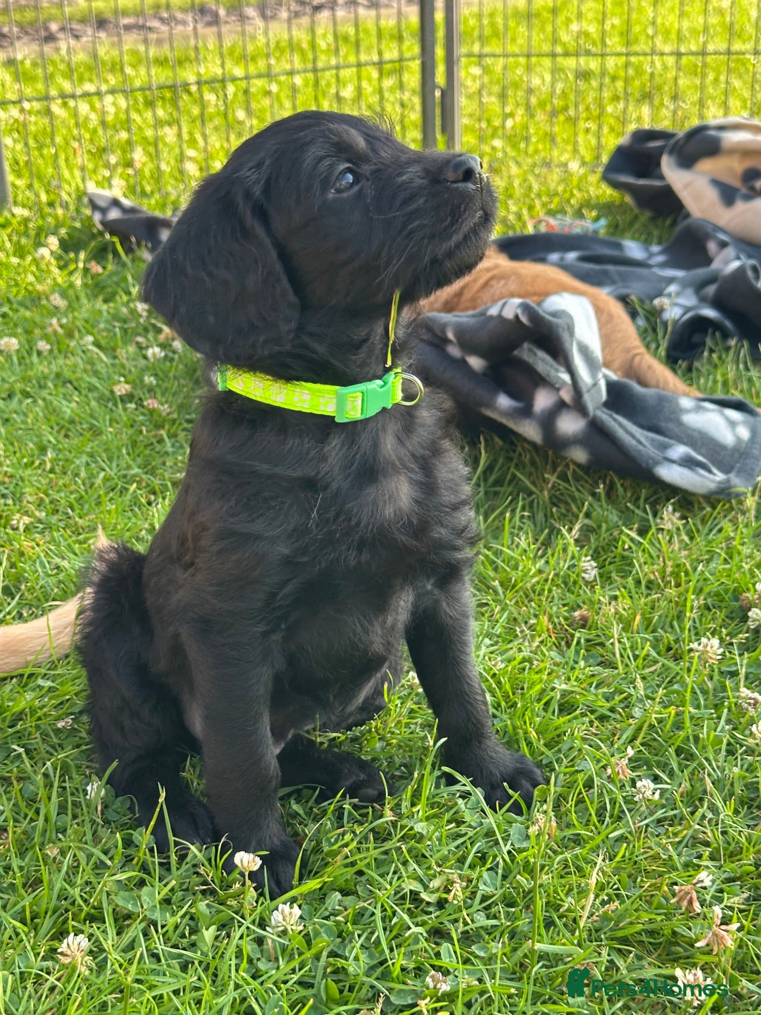 Labradoodle dogs Extensively Health Tested F1 Miniature Labradoodle - Advert 2