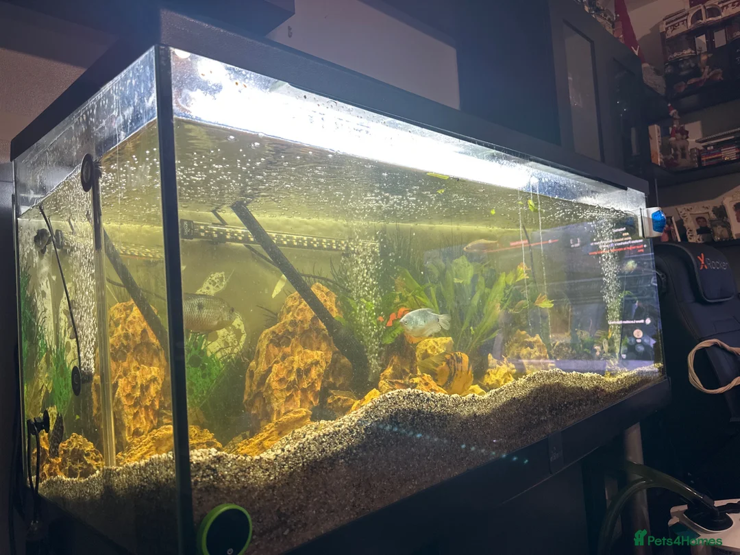 Other/Mixed Breed fish for sale: 500L Aquarium with Fish, Heater & External Filter  in London - Advert 11