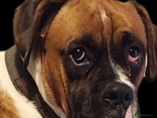 Boxer dogs - Advert 1