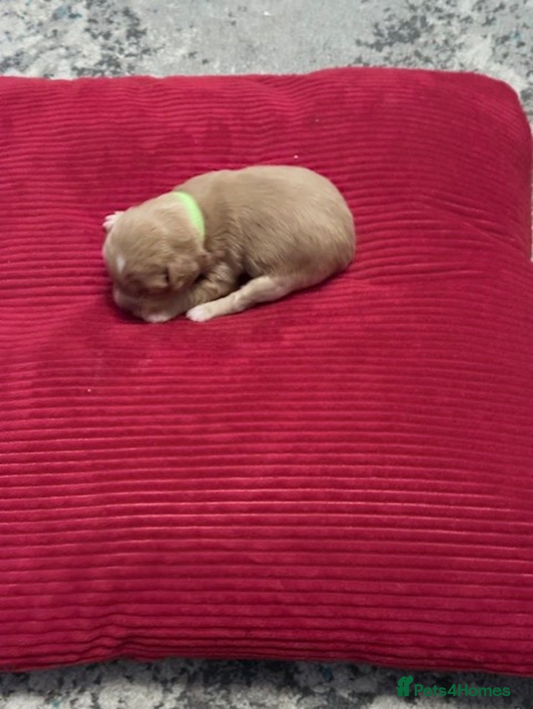 Cavapoo dogs for sale: F2 Cavapoo Puppies - Advert 5