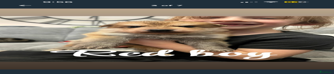 German Shepherd Puppy 1