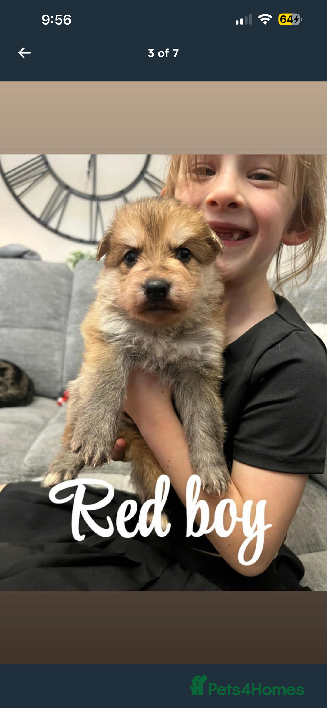 German Shepherd dogs for sale: 4 stunning full breed German Shepard puppies  - Image 4