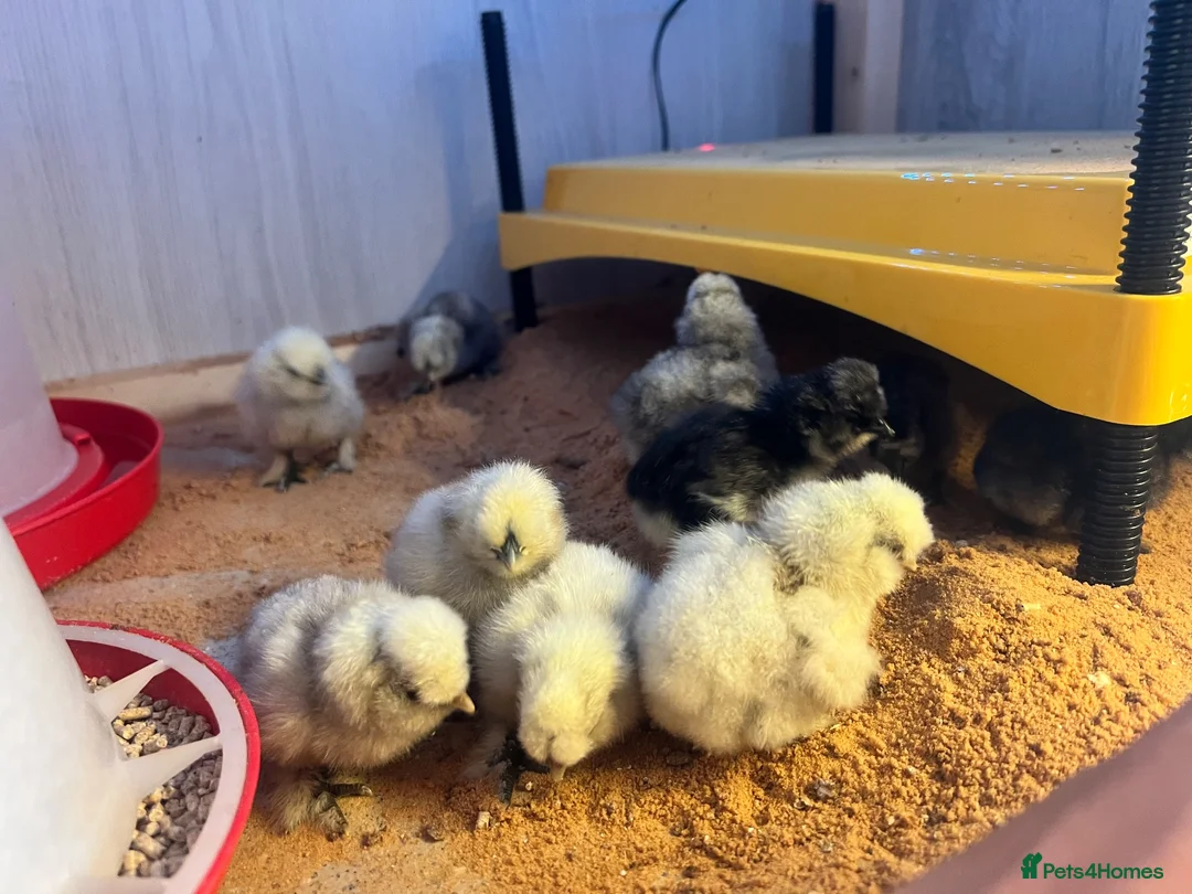 Chickens poultry for sale: Silkie chicks for sale  - Advert 2