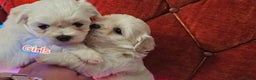 Maltese dogs for sale: 5 PUPPIES BICHONS MALTESE - Advert 1