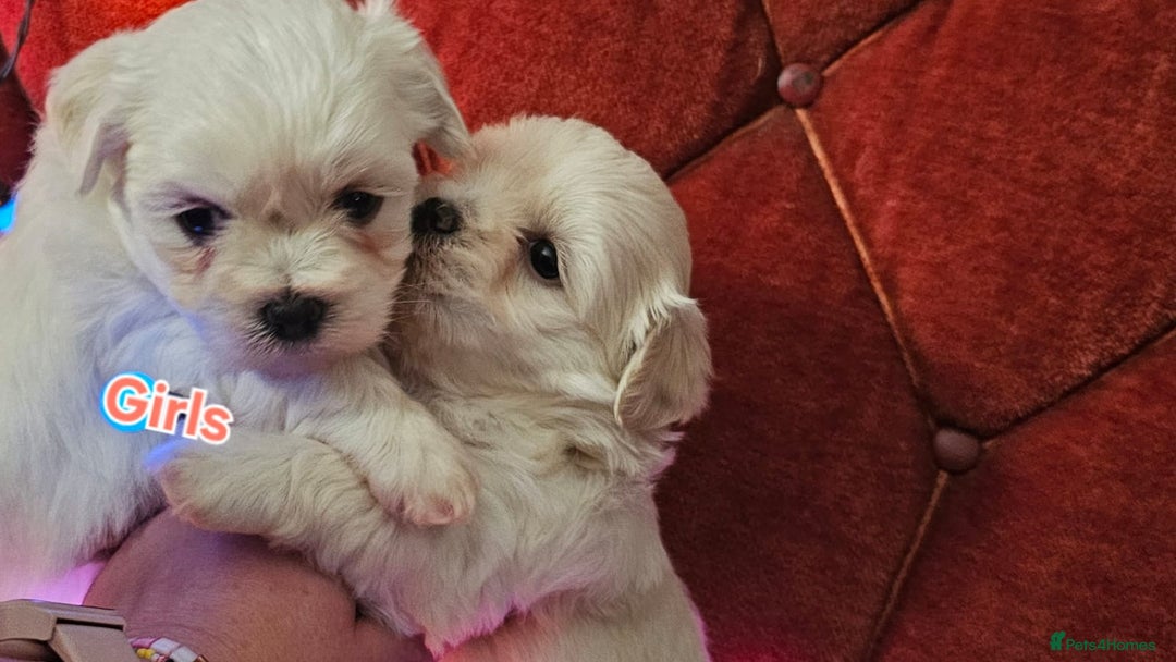Maltese dogs for sale: 5 PUPPIES BICHONS MALTESE - Advert 1