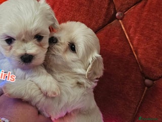 Maltese dogs 5 PUPPIES BICHONS MALTESE - Advert 1