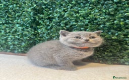 British Shorthair cats for sale: 💕British Shorthair Blue Kittens💕 - Image 13