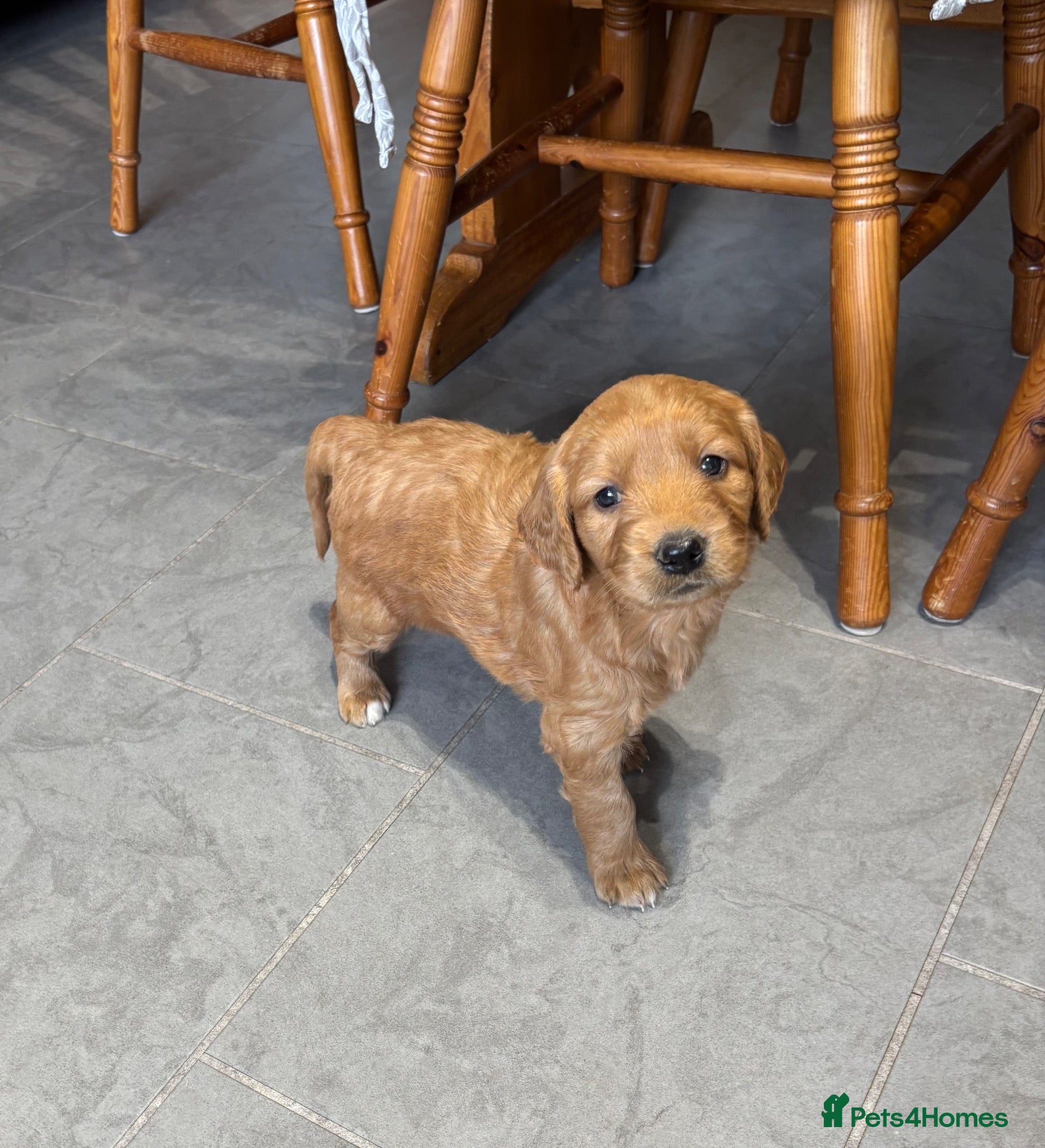 Goldendoodle dogs F1 Miniature Goldendoodles - Advert 6