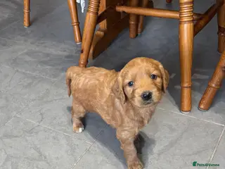 Goldendoodle dogs F1 Miniature Goldendoodles - Advert 6
