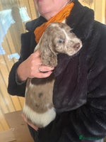 Cocker Spaniel dogs Cocker spaniel pups - Advert 10