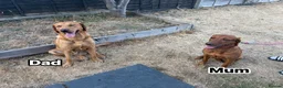 Labrador Retriever dogs for sale: Fox red Labrador puppies  - Advert 5