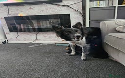 Mixed Breed dogs for sale: Border collie cross kelpie - Image 17
