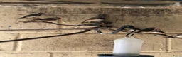 Finches birds for sale: MIXED FINCHES  in Coalville - Advert 6