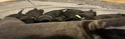 Staffordshire Bull Terrier dogs for sale: Black/blue staffy pups - Advert 6