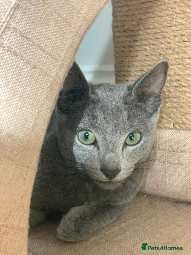 Russian Blue cats Ocean – Gentle Young Russian Blue w/ Emerald Eyes - Advert 1