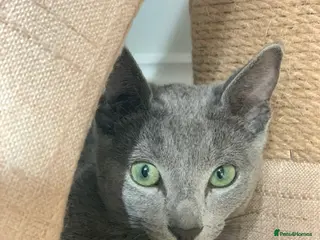 Russian Blue cats Ocean – Gentle Young Russian Blue w/ Emerald Eyes - Advert 2
