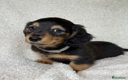 Miniature Dachshund dogs for sale: ⭐️ Miniature Long Haired Dachshund Pups ⭐  - Image 8