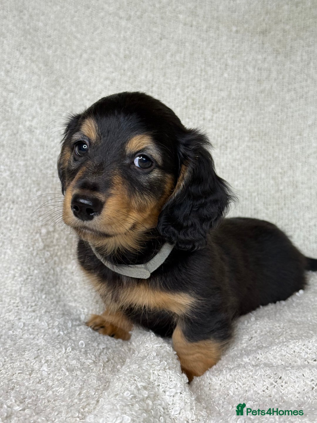 Miniature Dachshund dogs for sale: ⭐️ Miniature Long Haired Dachshund Pups ⭐  - Image 8