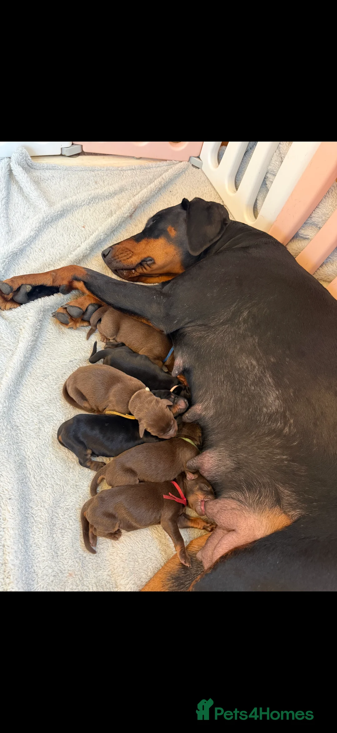 Dobermann dogs for sale: OUTSTANDING FULL EUROPEAN DOBERMAN - Advert 15