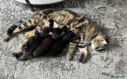 European cats for sale: Kittens  - Image 5