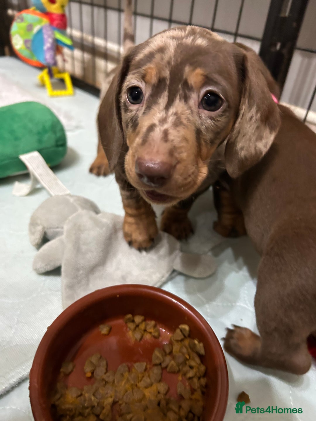 Miniature Dachshund dogs for sale: Isabella Dapple & chocolate & tan-dachshunds,  - Advert 3