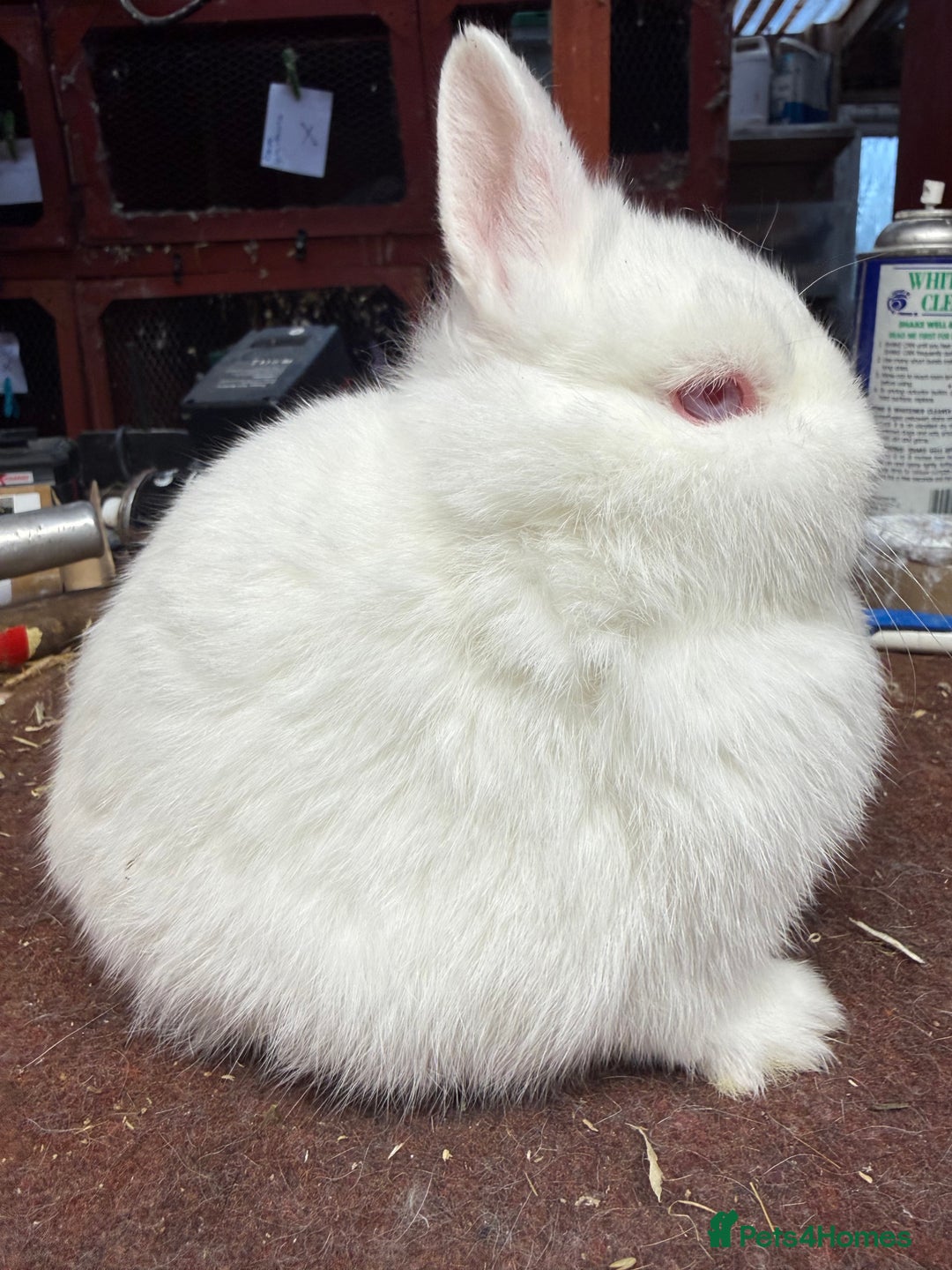Netherland Dwarf rabbits for sale: Young Netherland Dwarfs - Advert 15
