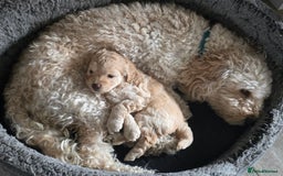 Cockapoo dogs for sale: Beautiful Female Fb1 cockapoo - Image 10