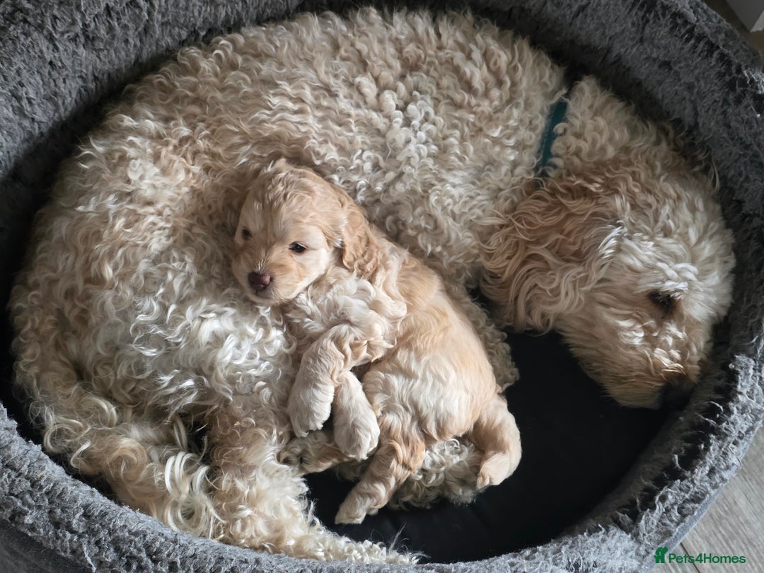 Cockapoo dogs for sale: Beautiful Female Fb1 cockapoo - Image 10