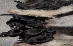 Shih Tzu dogs for sale: 🩷🩷 Stunning Black Shih Tzu Girls 🩷🩷 - Image 15