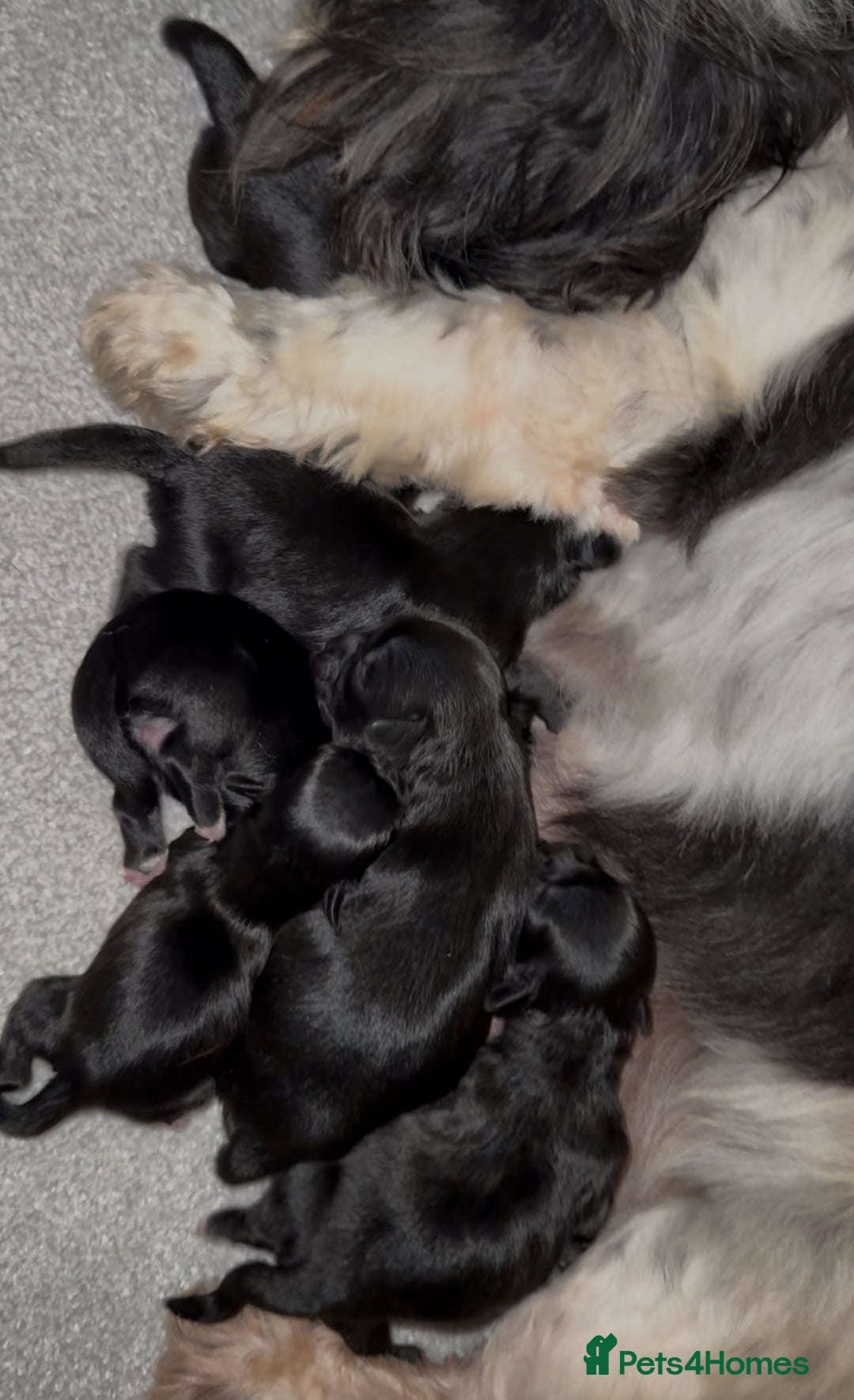 Shih Tzu dogs for sale: 🩷🩷 Stunning Black Shih Tzu Girls 🩷🩷 - Image 15