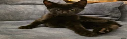 Mixed Breed cats for sale: Russian blue mix kittens - Advert 4