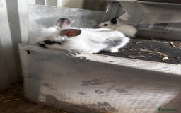 Lionhead rabbits for sale: Lionhead rabbits  - Image 7