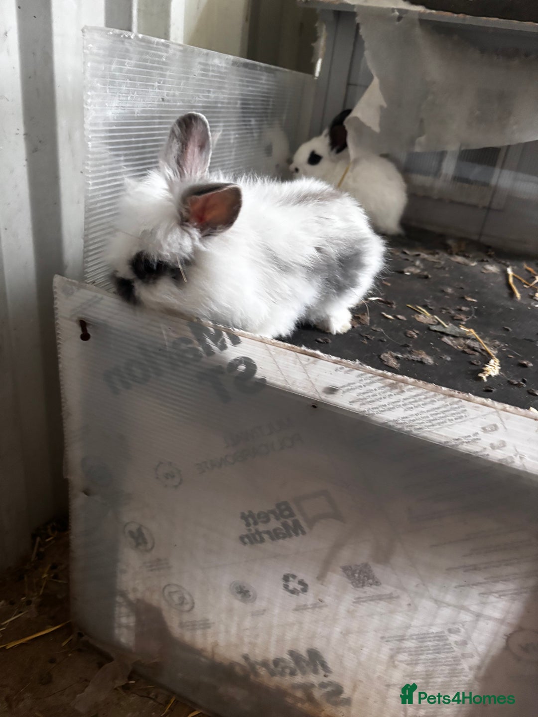 Lionhead rabbits for sale: Lionhead rabbits  - Image 7