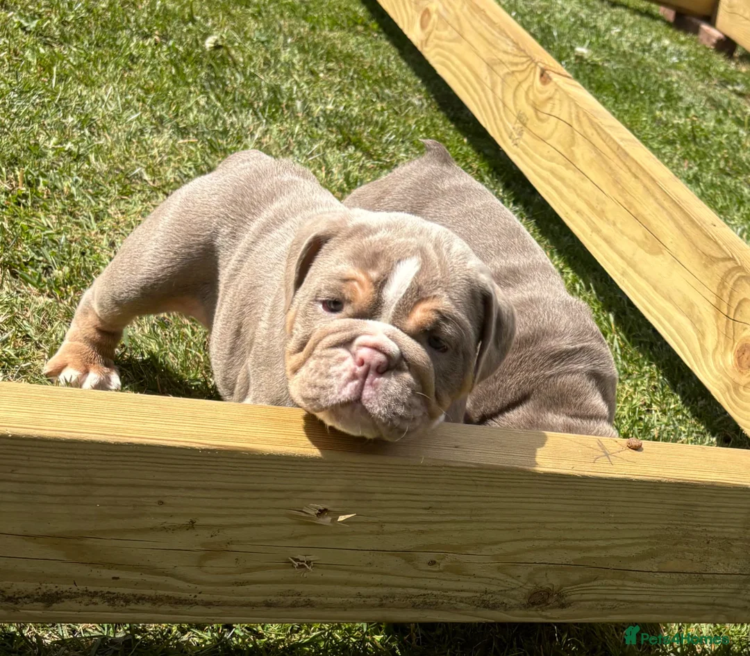 English Bulldog dogs for sale: English bulldogs  in Mansfield - Advert 19