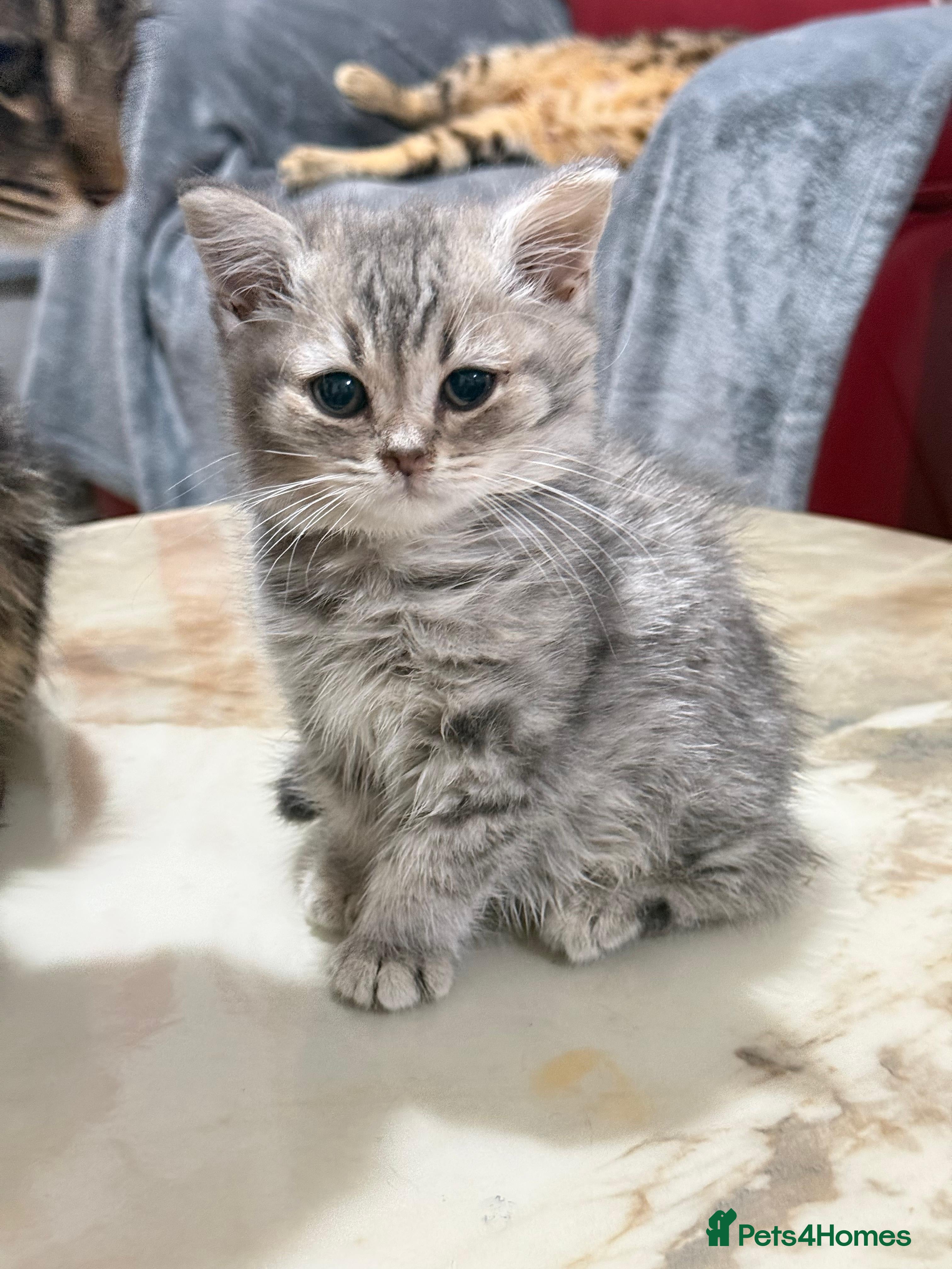 British Shorthair cats 11 week kitten - Advert 1