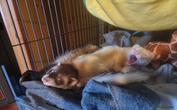 Ferret rodents for sale: 2 male pet ferrets and full setup  - Image 1
