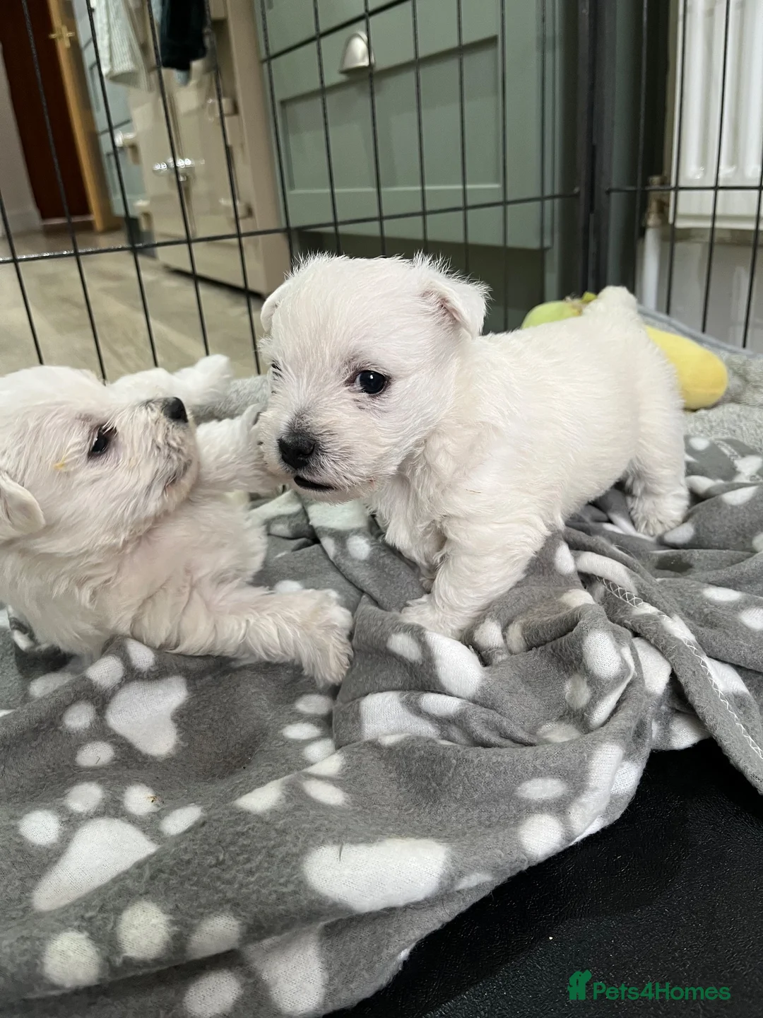 West Highland Terrier dogs for sale: West Highland terrier puppies  - Advert 1