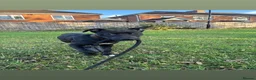 Lurcher dogs for sale: Lurcher puppie in Houghton le Spring - Advert 5