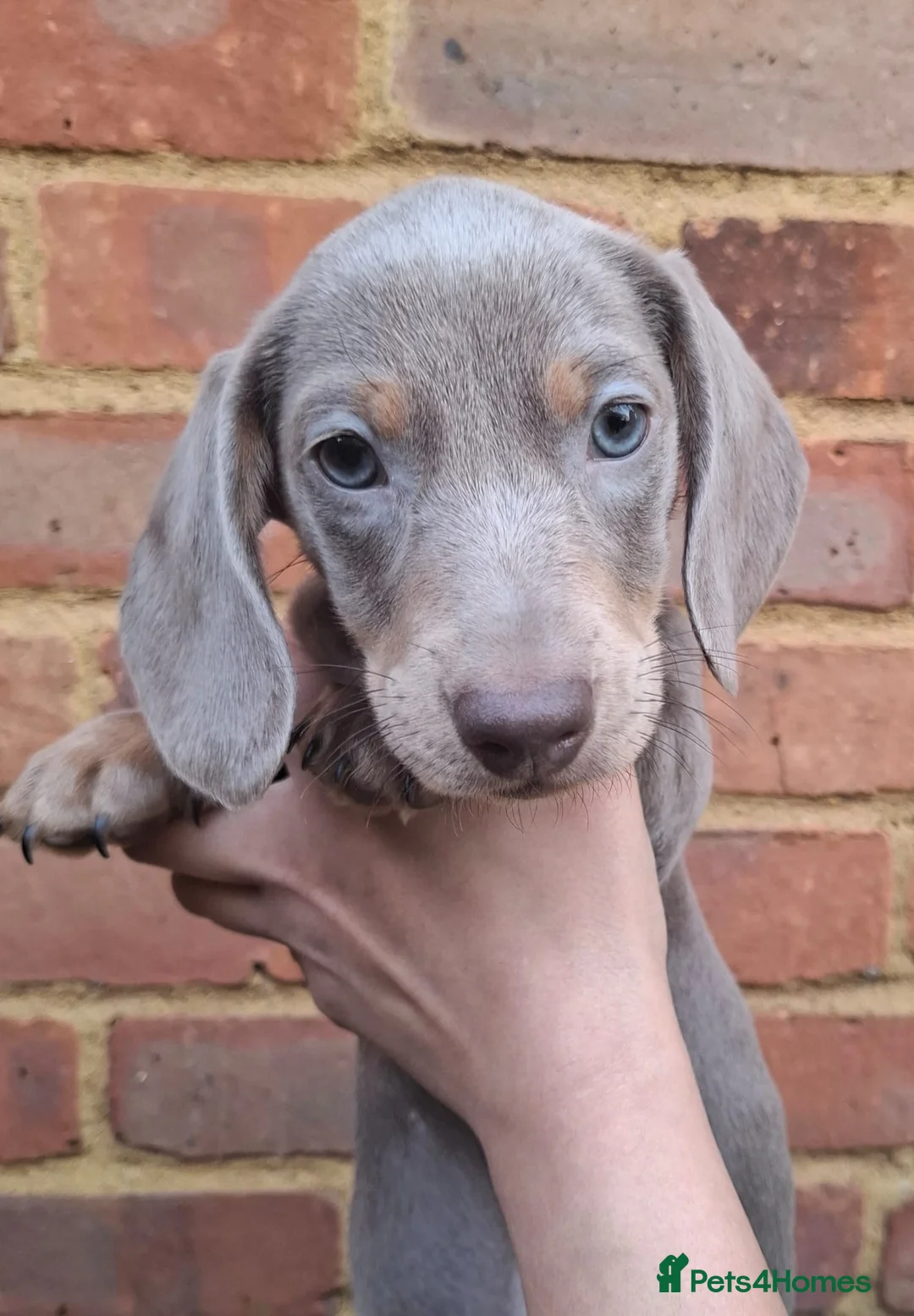 Miniature Dachshund dogs for sale: Miniature Dachshund Pups - Advert 4