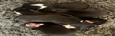 Border Collie 1