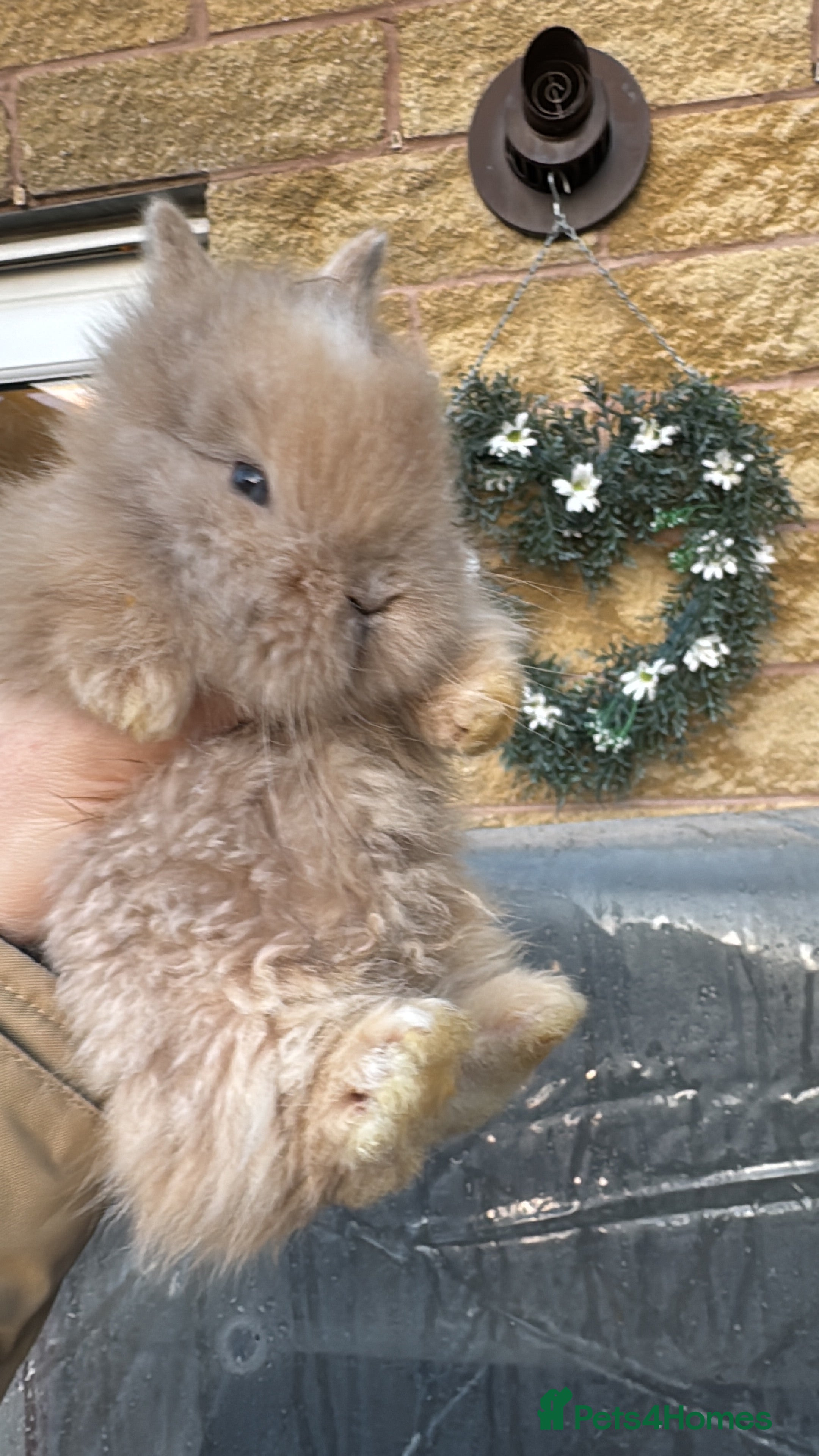 Lionhead rabbits ✨ Lionhead Bunnies  ✨ - Advert 9