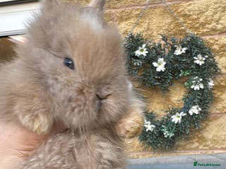 Lionhead rabbits ✨ Lionhead Bunnies ✨ - Advert 14