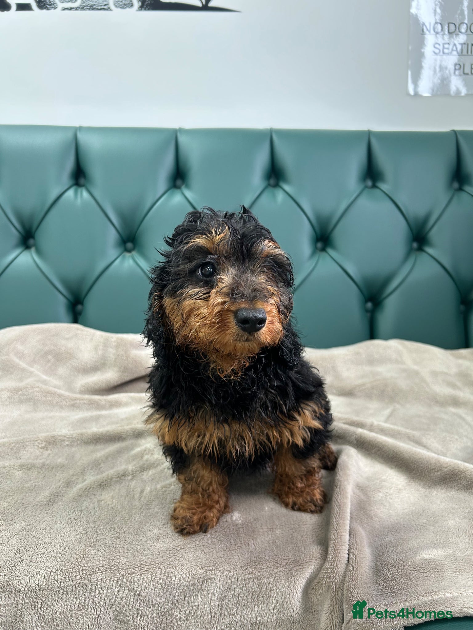 Doxiepoo dogs for sale: 5⭐️ Licensed. Doxiepoo ready to leave.  - Advert 2
