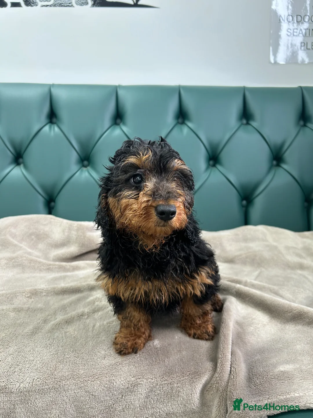 Doxiepoo dogs for sale: 5⭐️ Licensed. Doxiepoo ready to leave.  - Advert 1