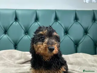 Doxiepoo dogs for sale: 5⭐️ Licensed. Doxiepoo ready to leave. - Advert 2