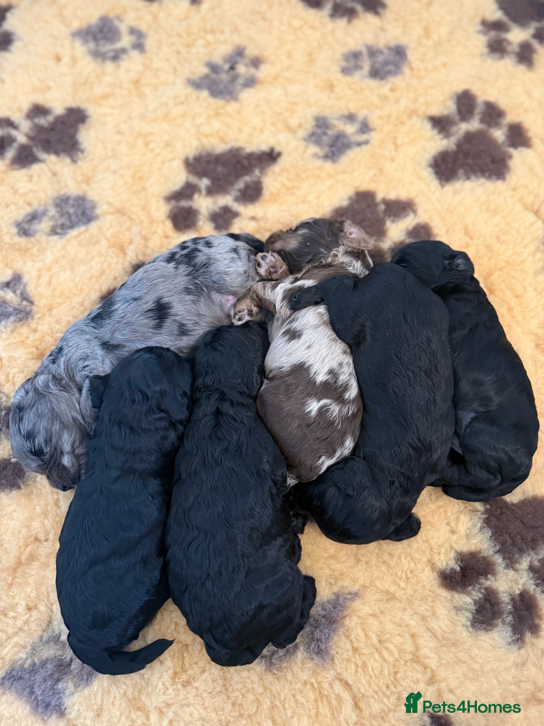 Cockapoo dogs for sale: Beautiful F2 cockapoo puppies  - Image 8
