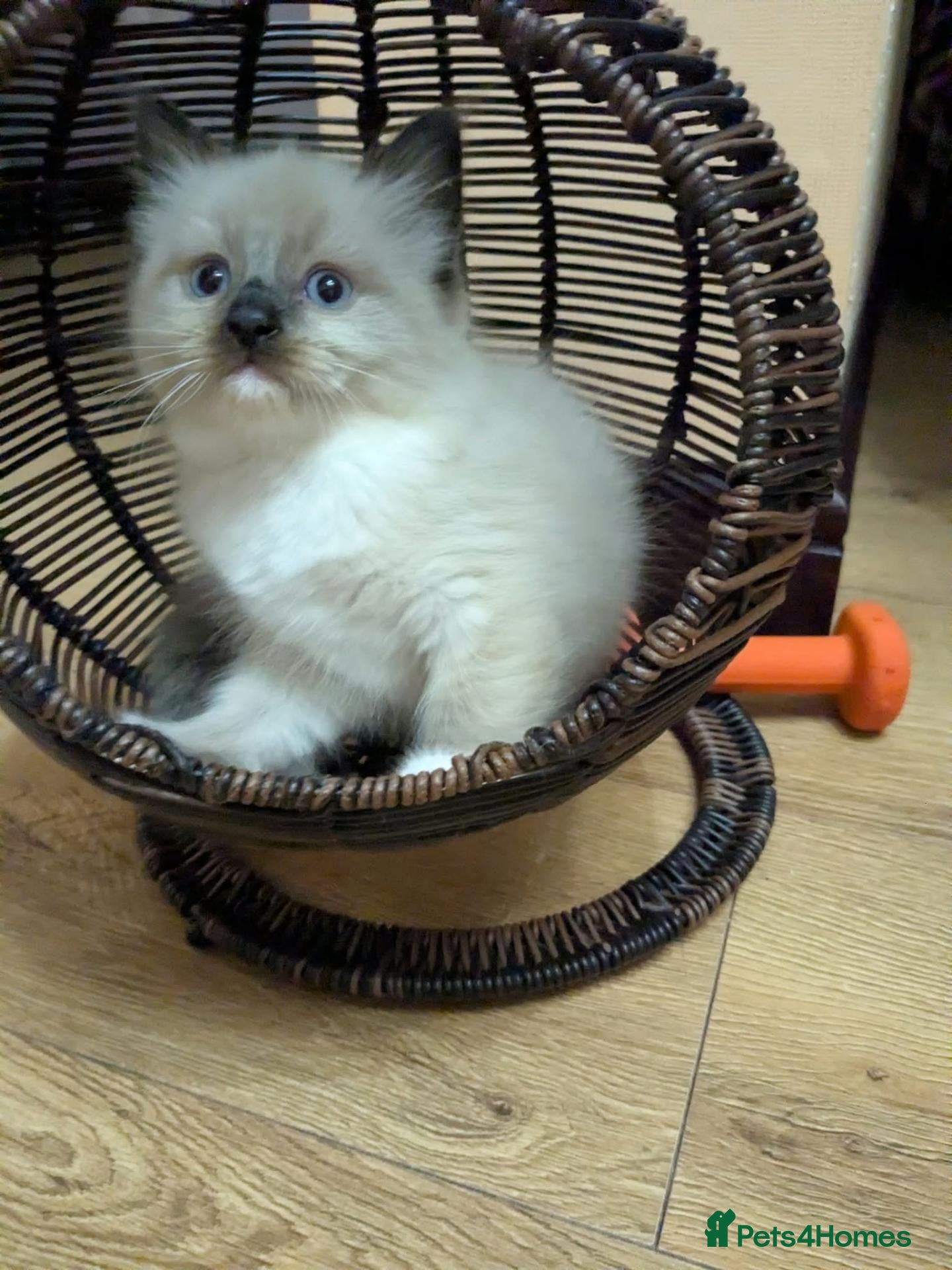 Ragdoll cats Our adorable- Mitted Sealcolorpoint - Advert 1