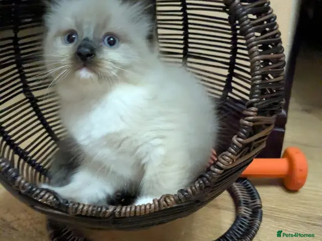 Ragdoll cats Our adorable- Mitted Sealcolorpoint - Advert 1