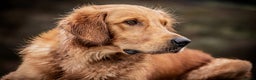 Golden Retriever dogs for stud: PROVEN & HEALTH TESTED Dark Red KC Retriever Stud - Advert 3