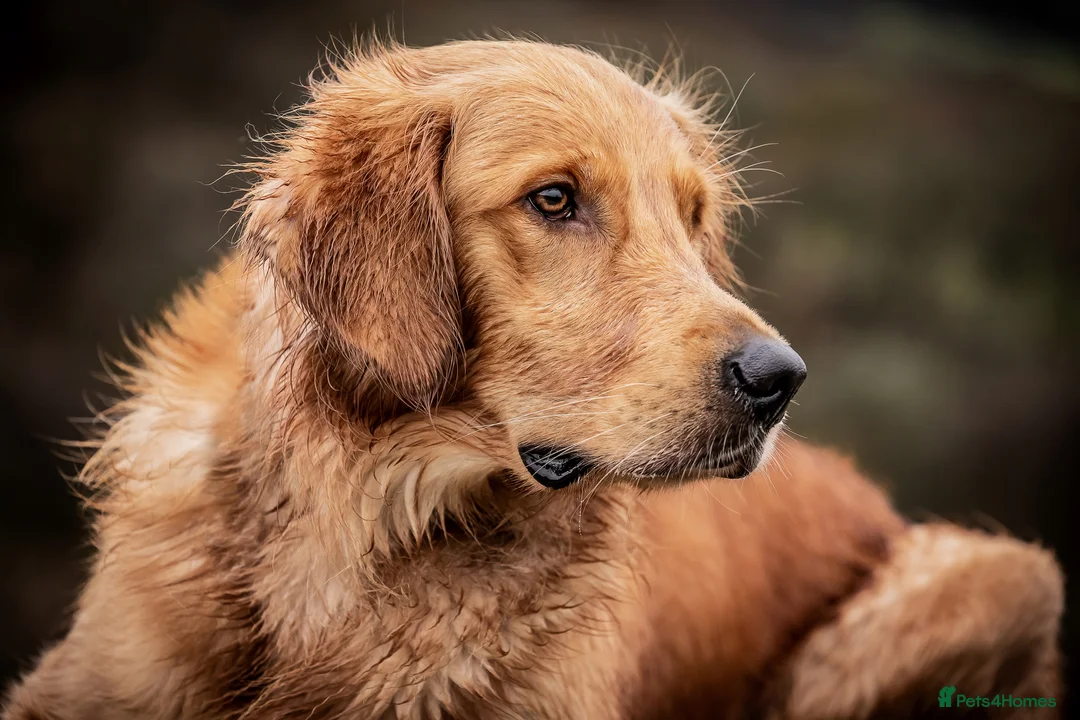 Golden Retriever dogs for stud: PROVEN & HEALTH TESTED Dark Red KC Retriever Stud - Advert 3